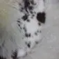 Close-up of a multi-layered sheepskin rug with long white wool and dark brown speckled patches.