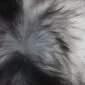 Close-up of long, thick Icelandic sheepskin wool in natural shades of grey, charcoal and white.