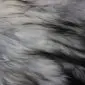 Natural Grey Icelandic Sheepskin Rug ING393 (1) Close-up of long, natural grey and white Icelandic sheepskin wool fibres.