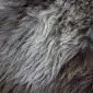 Close-up of a rare breed sheepskin rug featuring long, wavy wool in shades of grey, cream and brown.