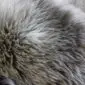 Close-up of a rare breed sheepskin rug with long, textured wool in shades of grey, cream, and brown.
