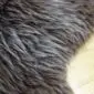 Close-up of a rare breed sheepskin rug featuring long, thick grey and brown wool fibres.