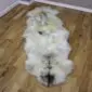 Large double sheepskin rug with long cream wool and natural dark grey markings on a wooden floor.