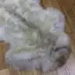A double rare breed sheepskin rug with long, thick wool in mottled shades of cream, grey and brown.