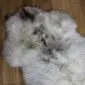 Double rare breed sheepskin rug with long, thick wool in cream, grey and brown tones.