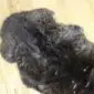 Double rare breed sheepskin rug with thick, textured dark brown and grey wool.