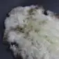 Natural rare breed sheepskin rug with thick cream wool and dark brown mottled edges.