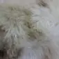 Close-up of a rare breed sheepskin rug with long, thick wool in cream and light brown tones.