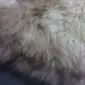 Close-up of a rare breed sheepskin rug with long, thick wool in shades of cream, grey, and brown.