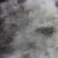 Close-up of a rare breed sheepskin rug featuring long, thick wool in mottled shades of cream, grey, and brown.