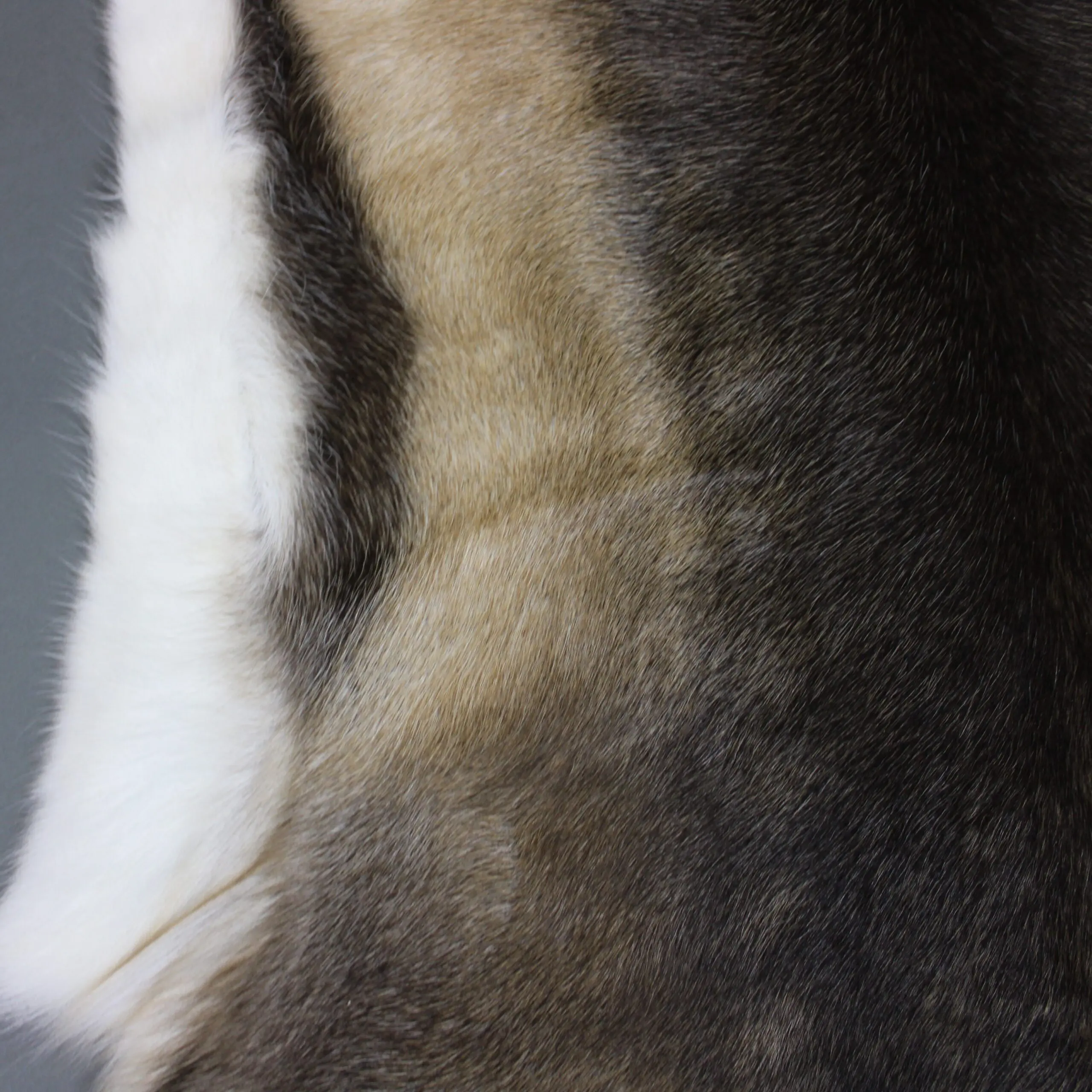 XX Large Reindeer Hide Rug R1231