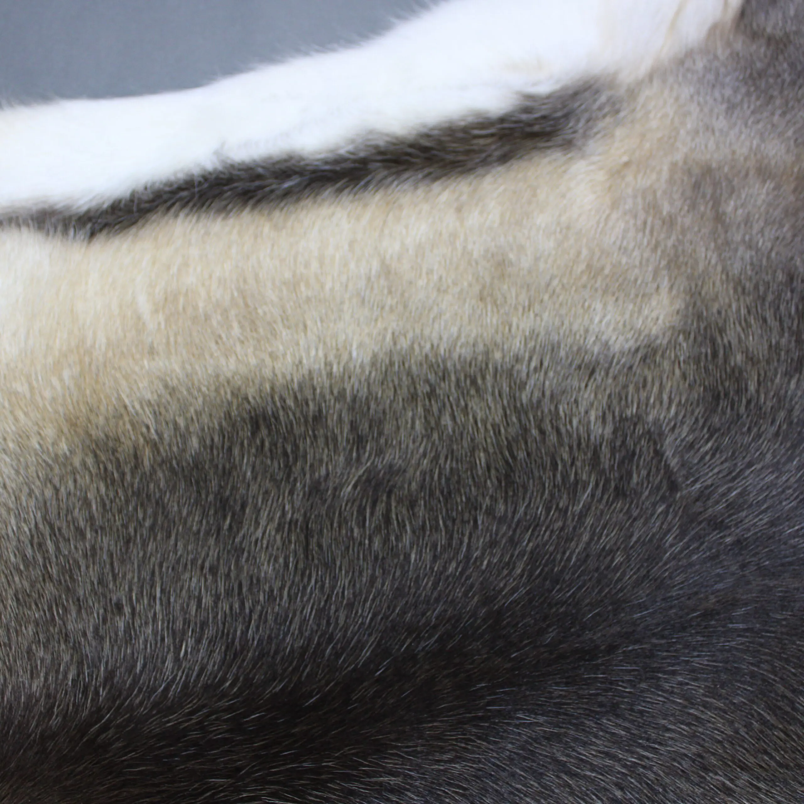 XX Large Reindeer Hide Rug R1231