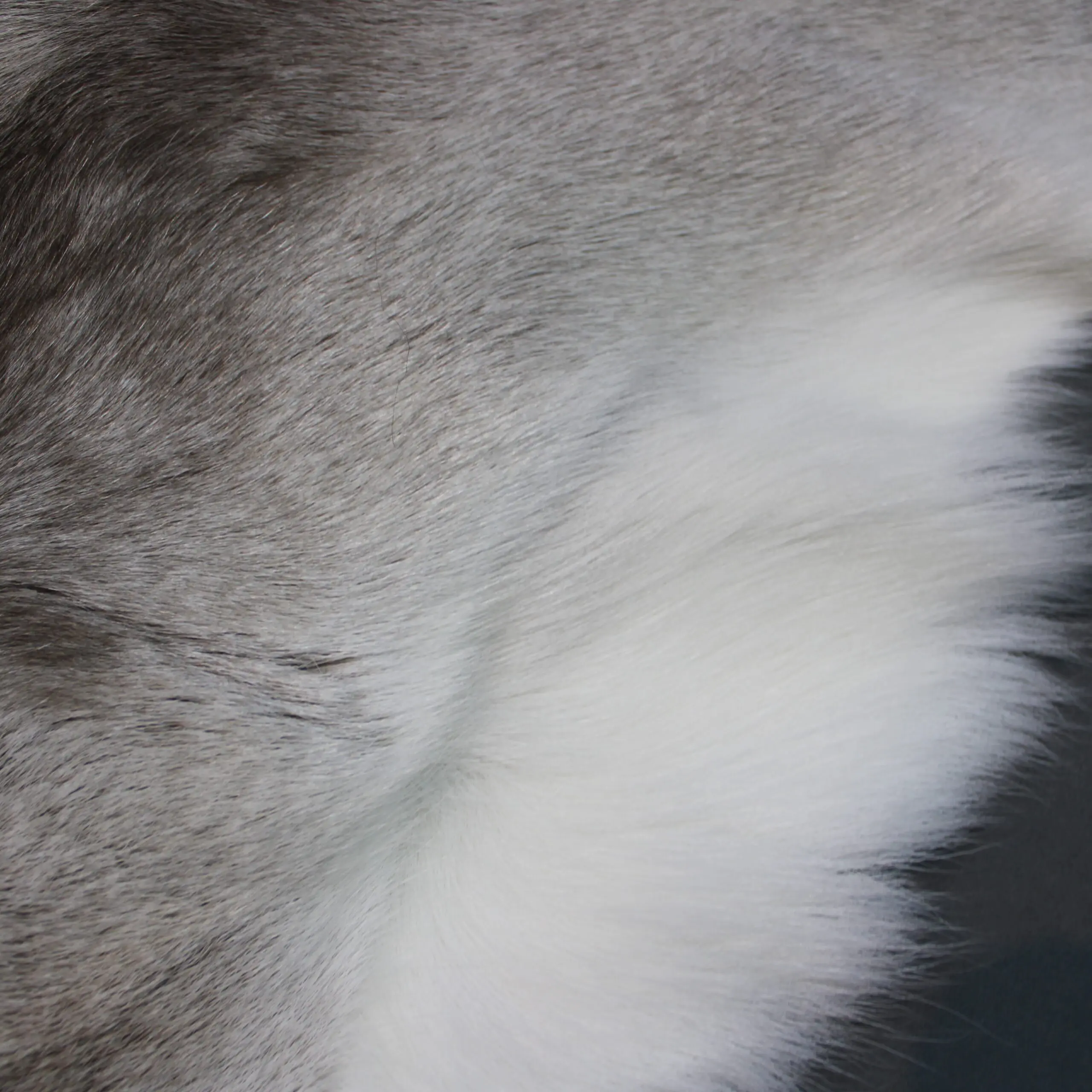 Reindeer Hide Rug R1234