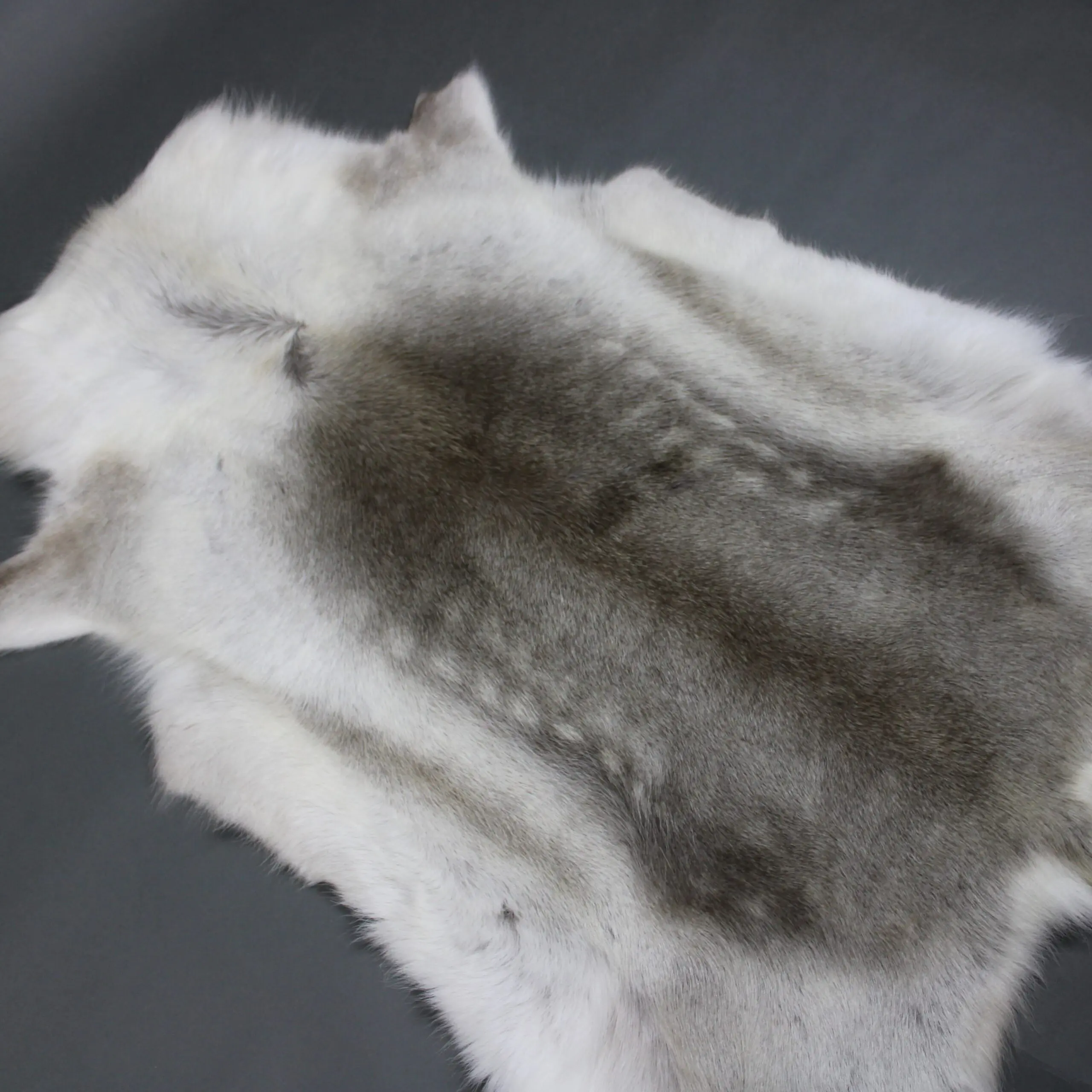 Reindeer Hide Rug R1236