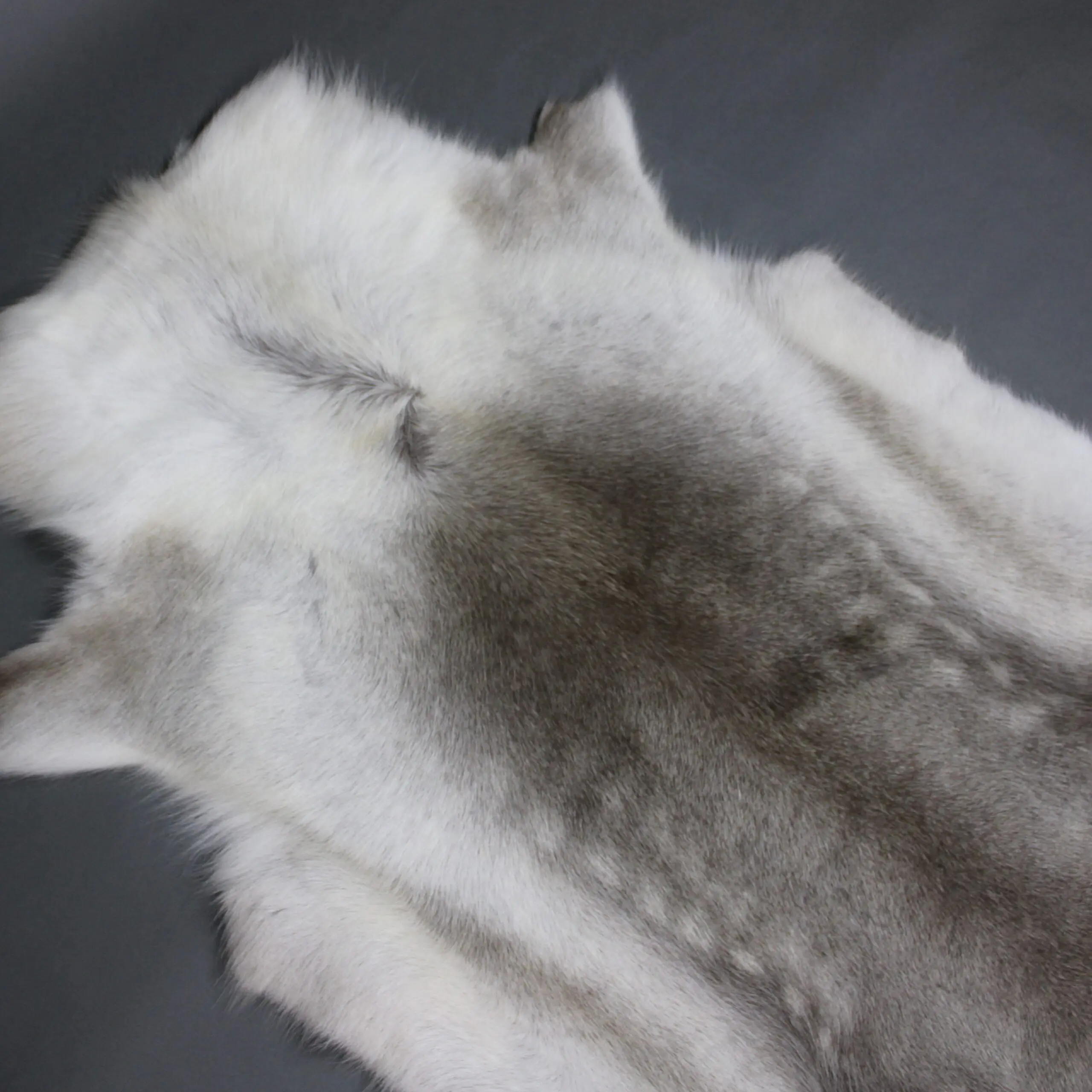 Reindeer Hide Rug R1236