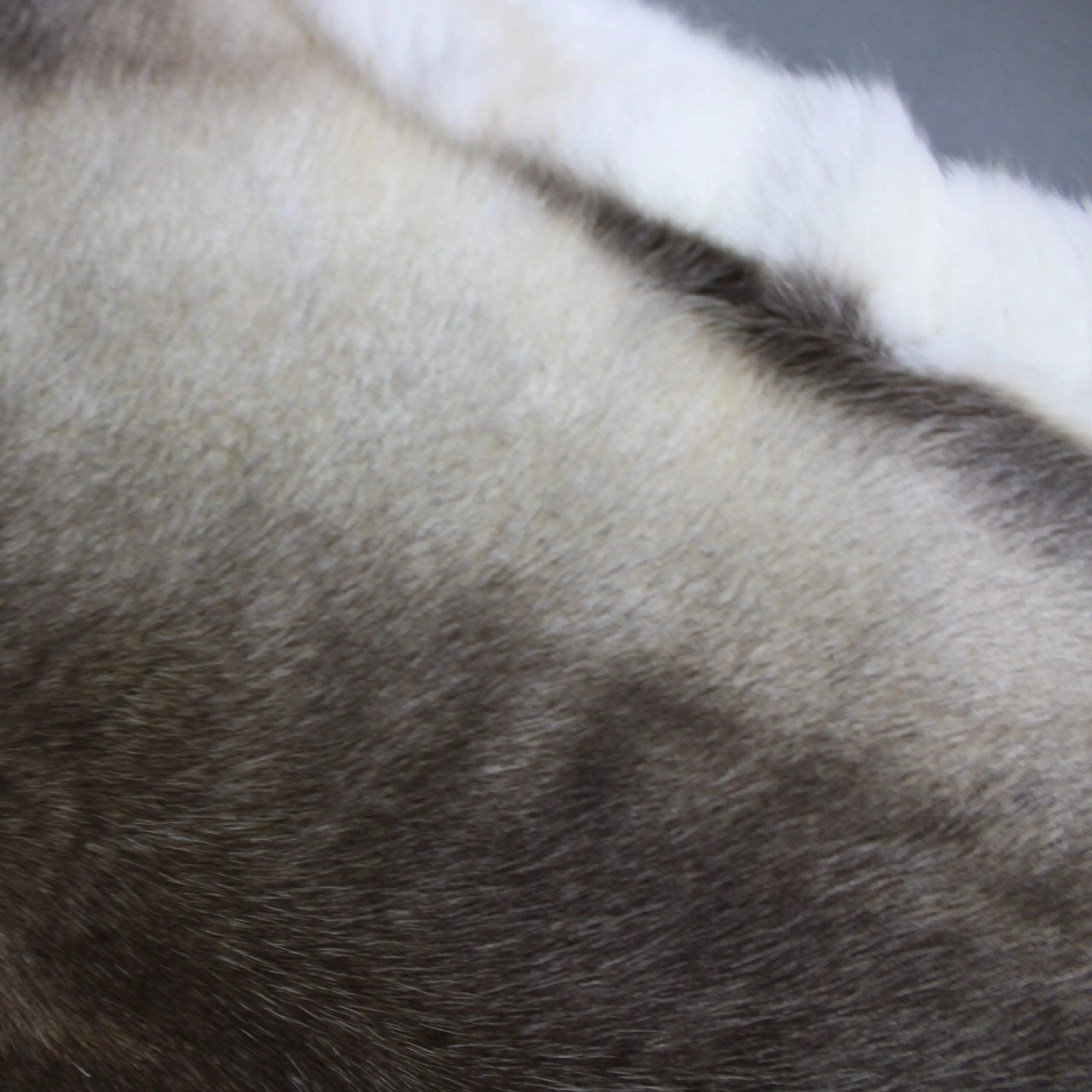 X Large Reindeer Hide Rug R1240