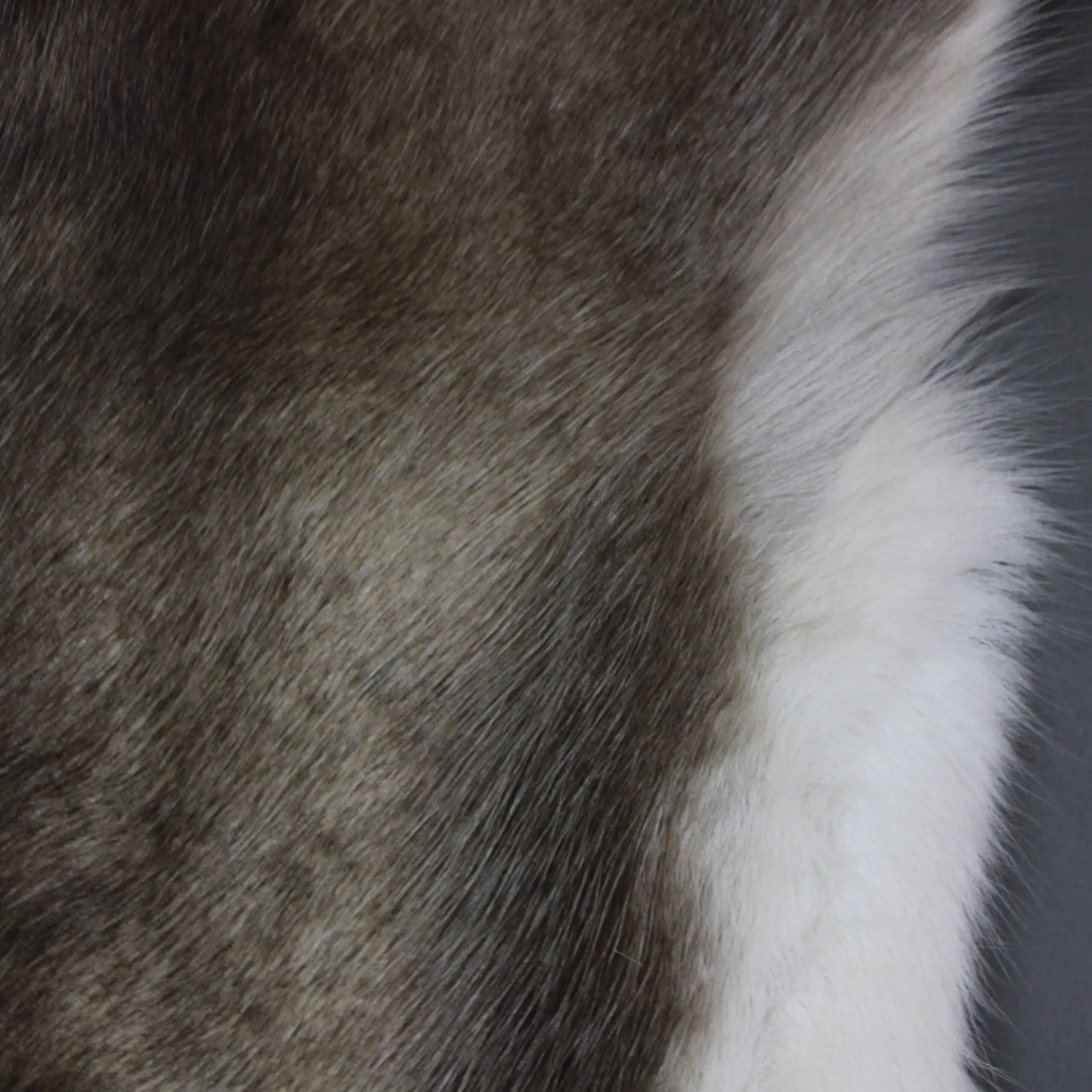 Large Reindeer Hide Rug R1245