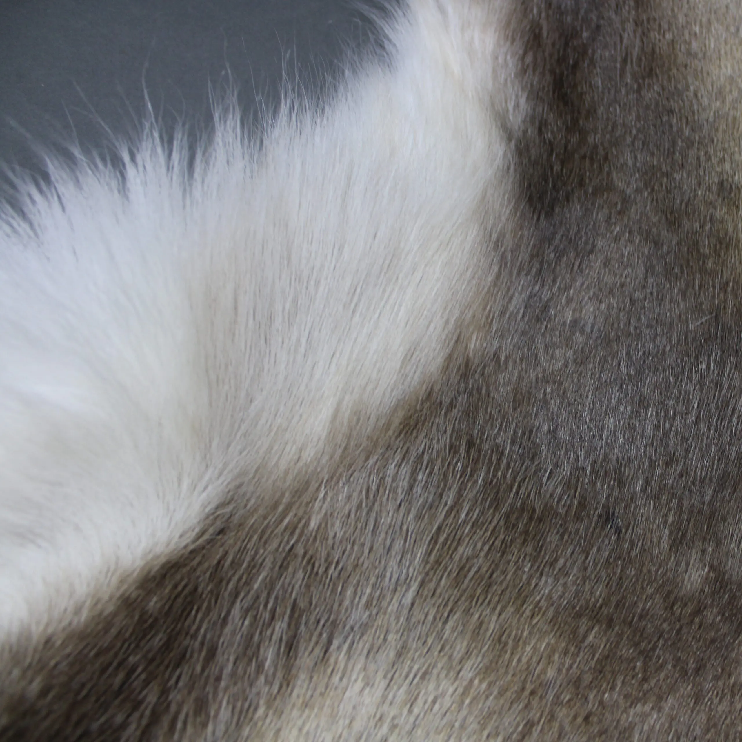 XX Large Reindeer Hide Rug R1246