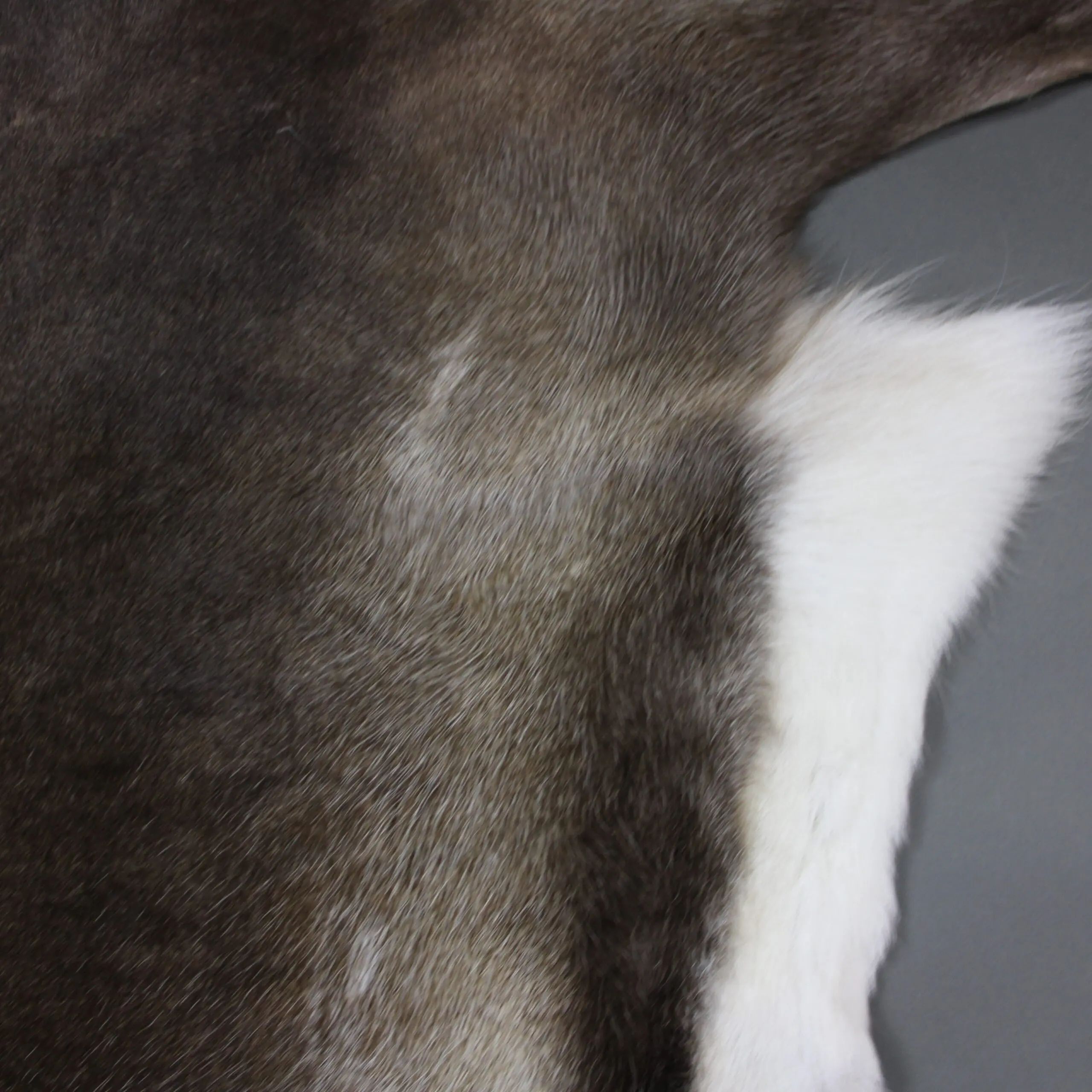 XX Large Reindeer Hide Rug R1247