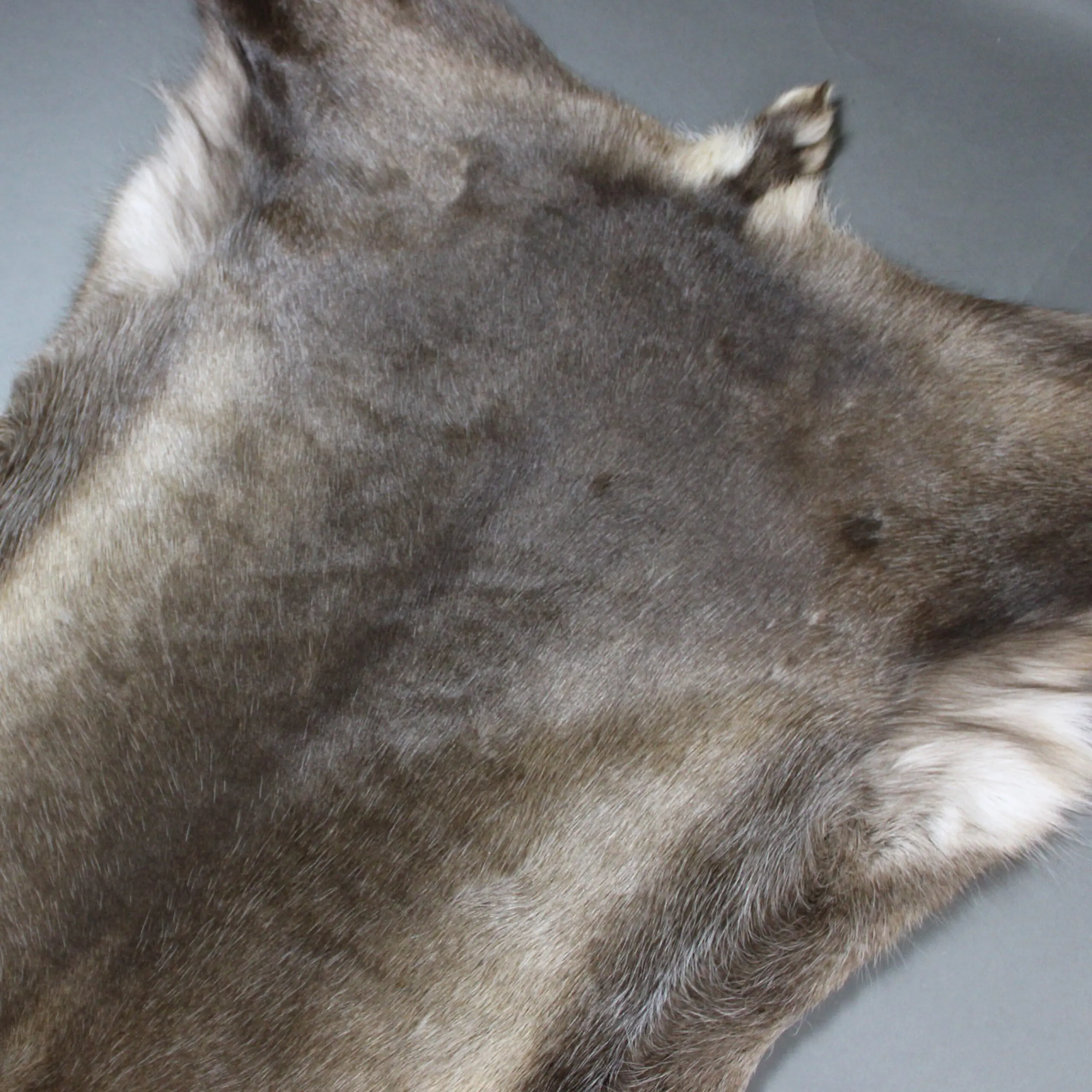 XX Large Reindeer Hide Rug R1251