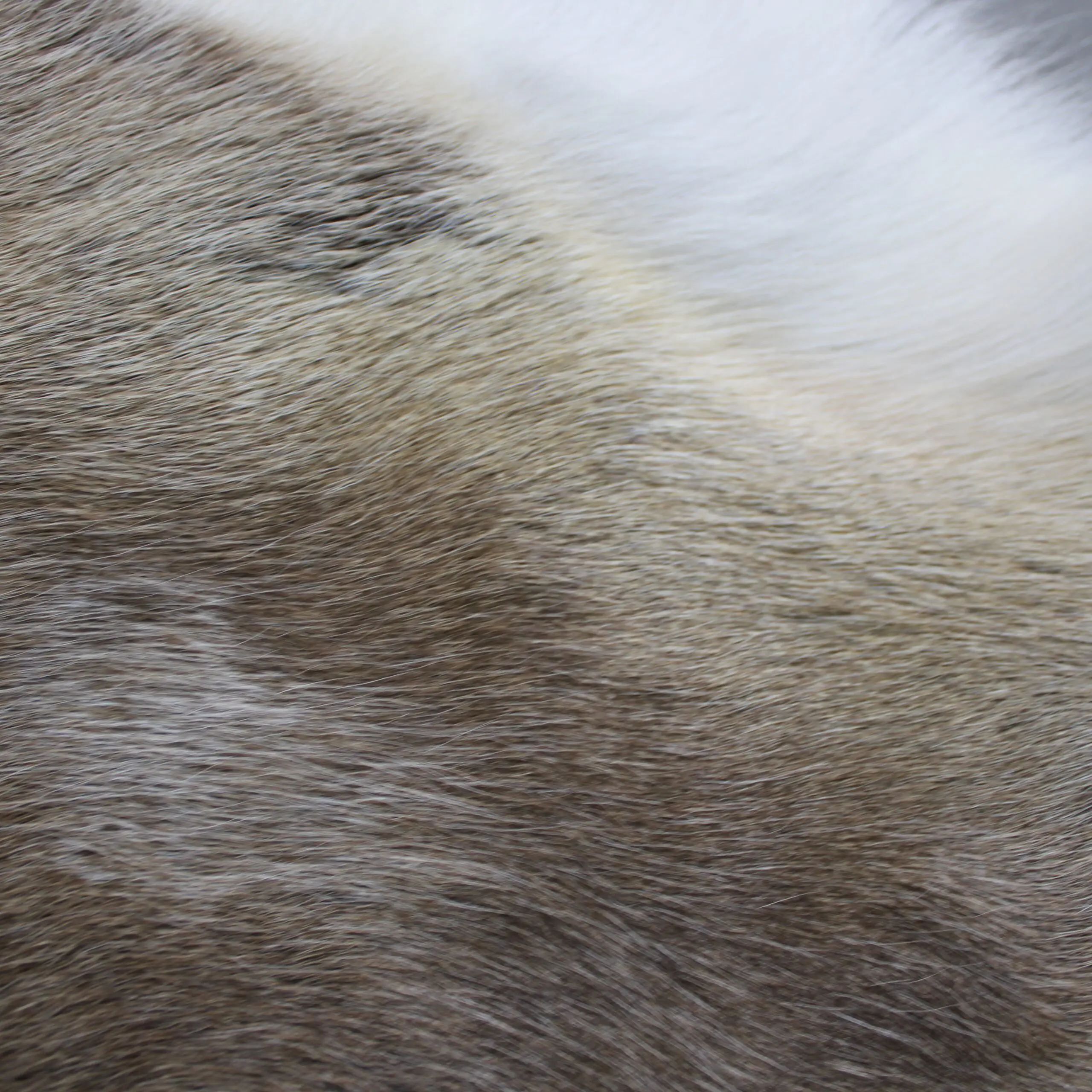 XX Large Reindeer Hide Rug R1260