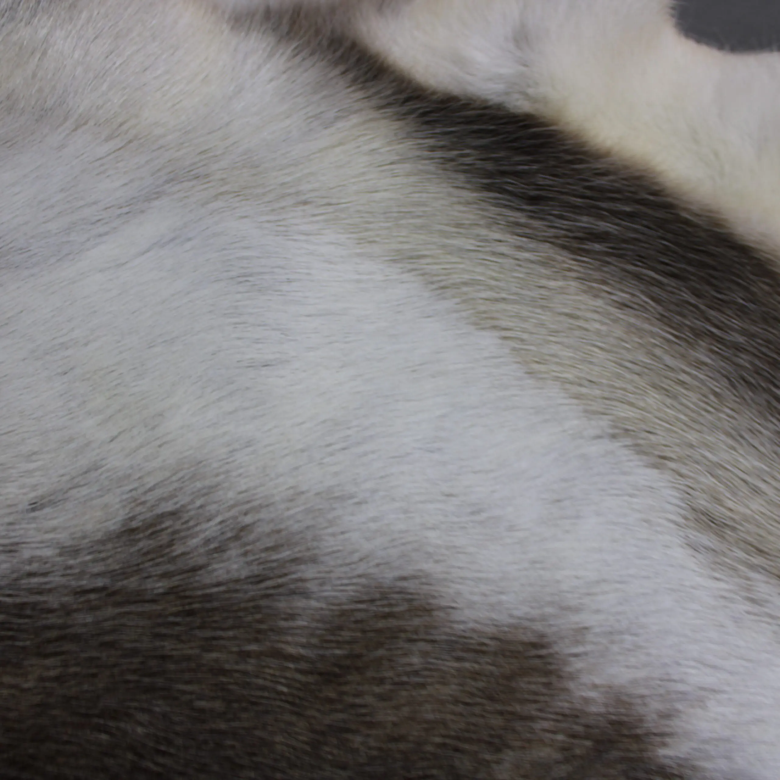 Reindeer Hide Rug R1264