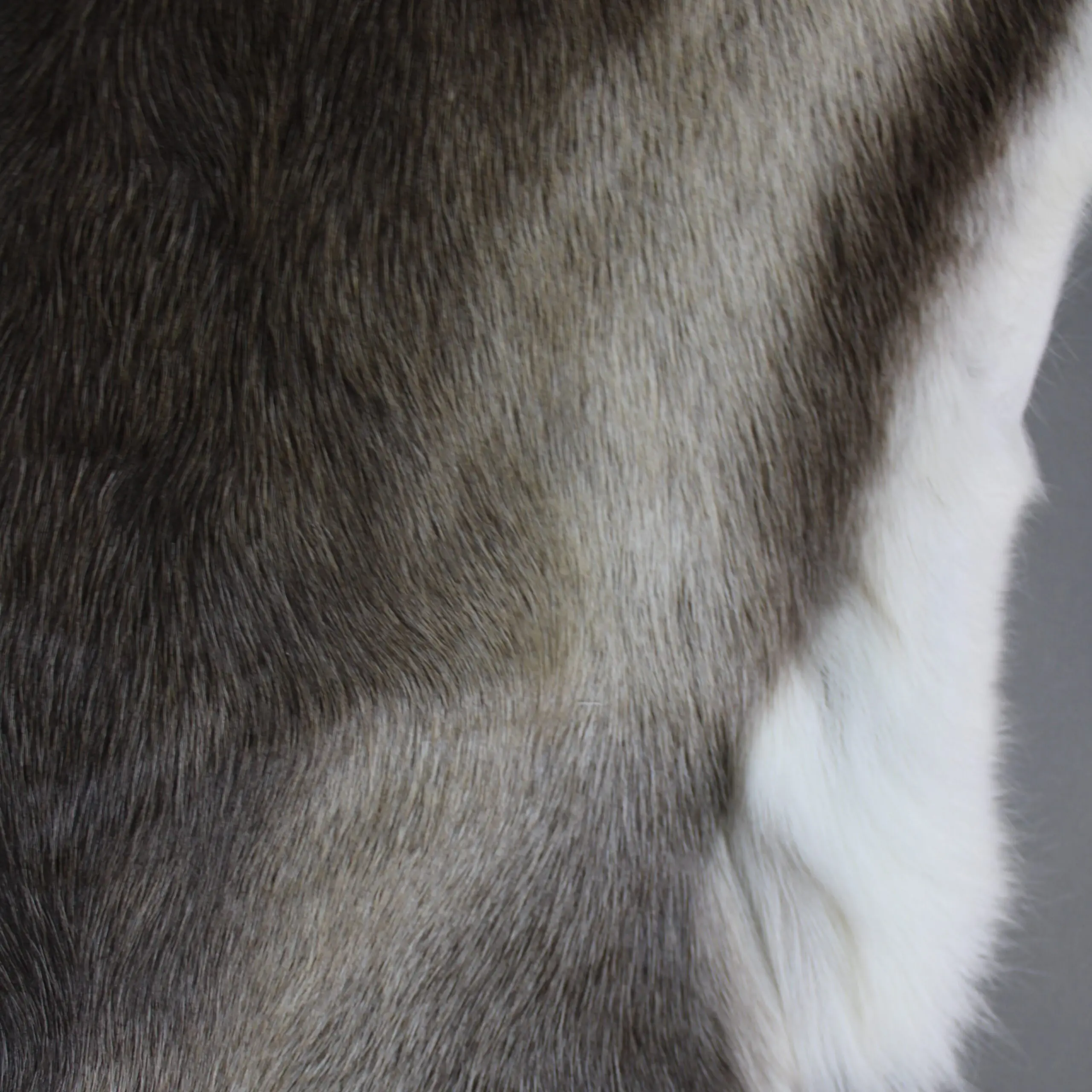 X Large Reindeer Hide Rug R1270