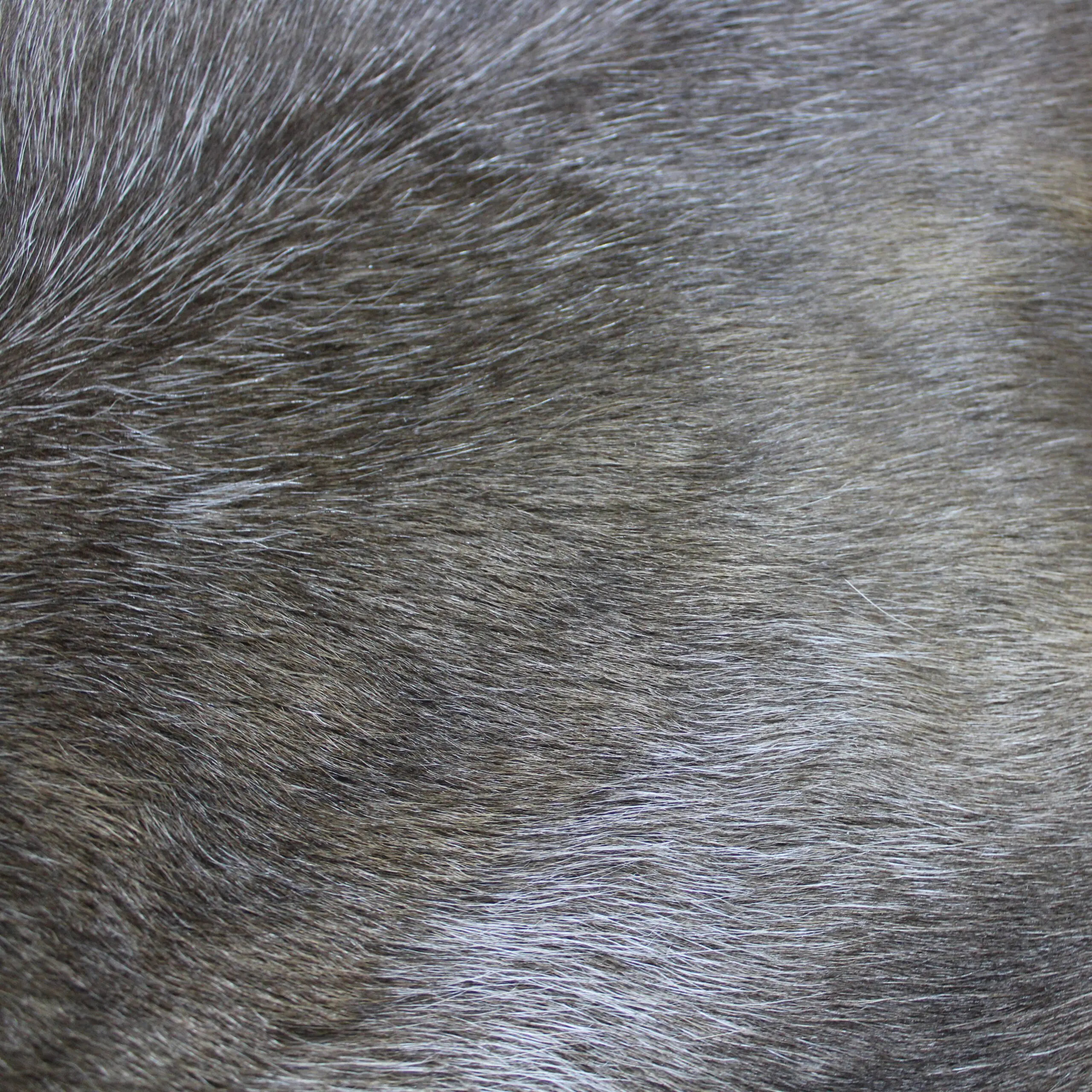 Reindeer Hide Rug R1293