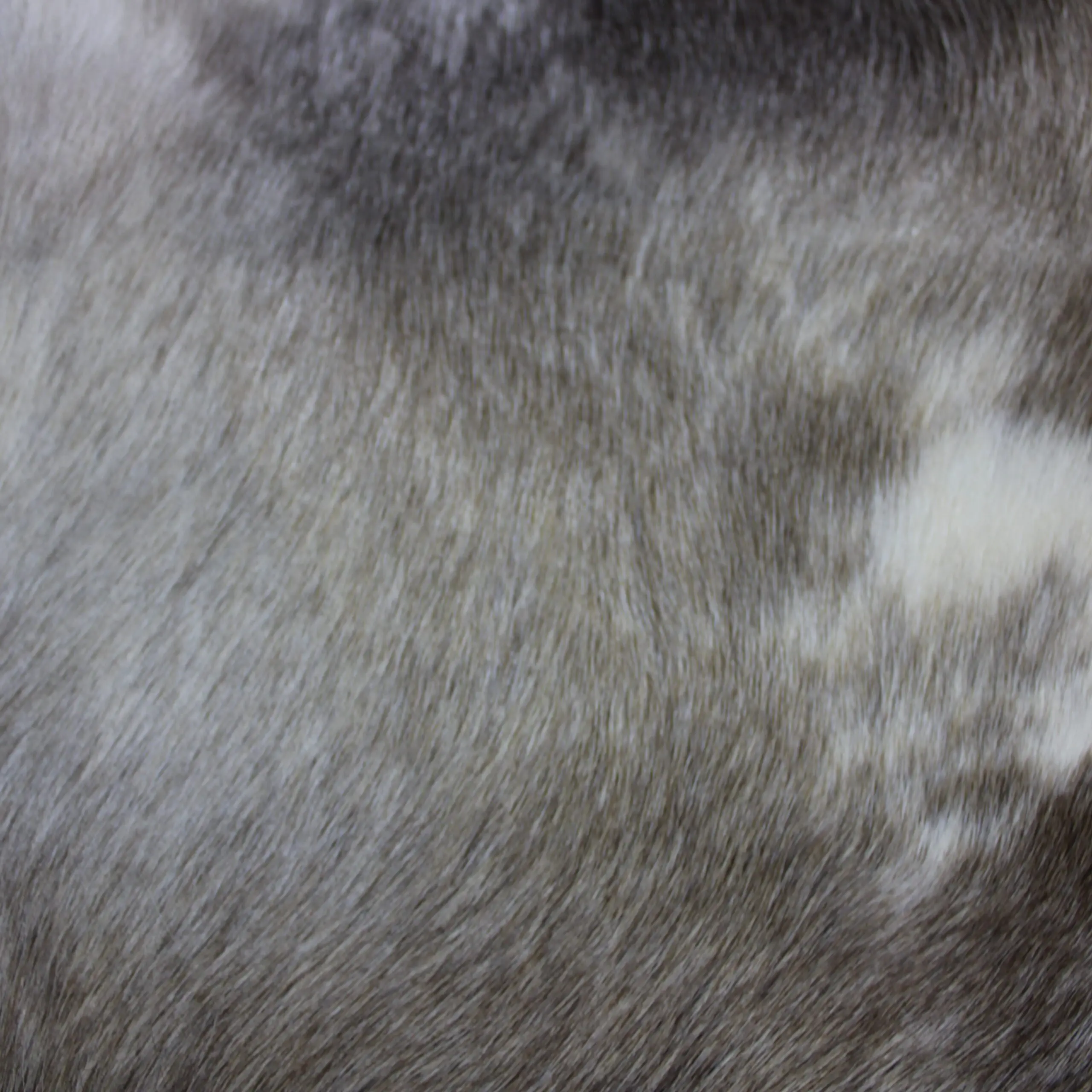 Siberian Reindeer Hide SR263