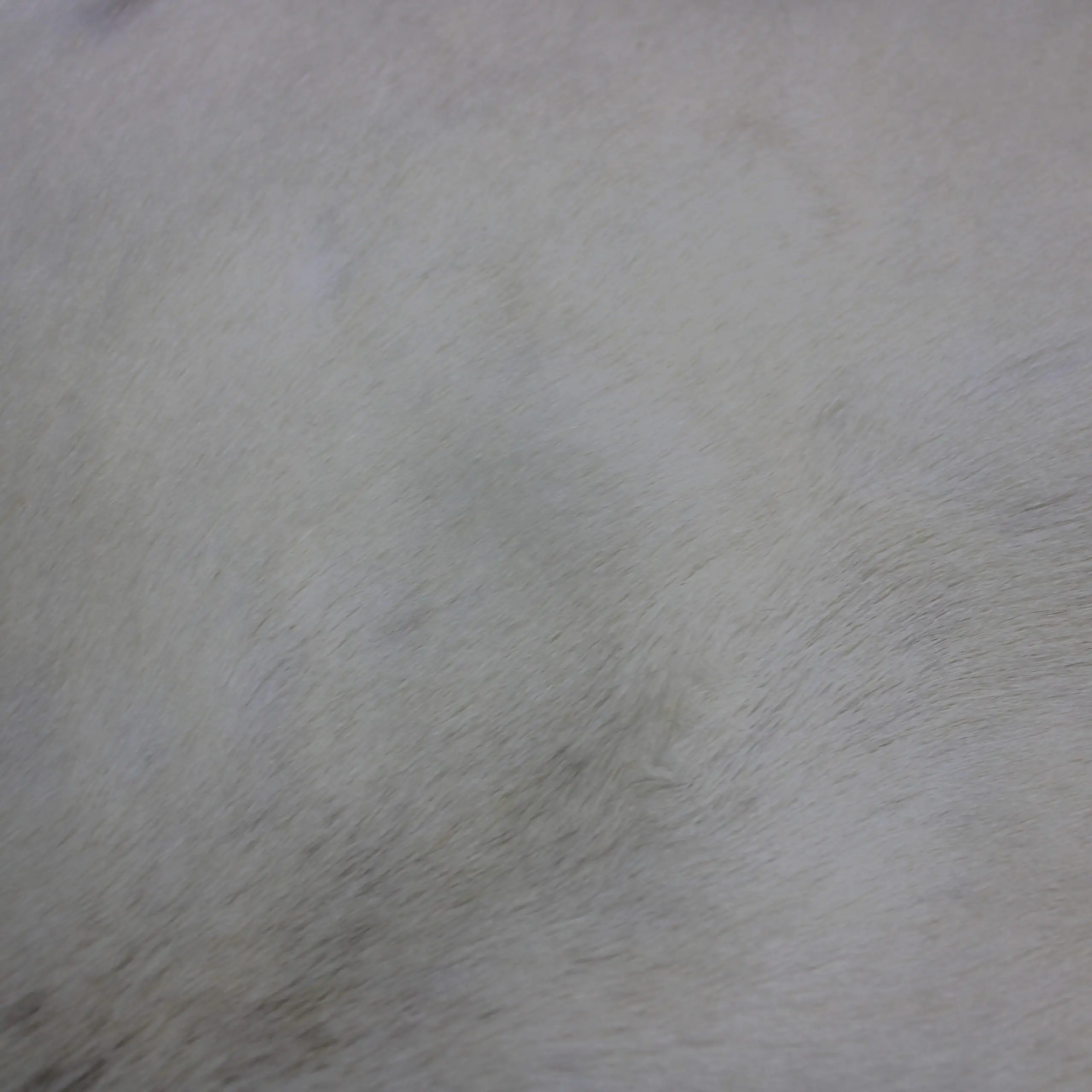 White Reindeer Hide WR264