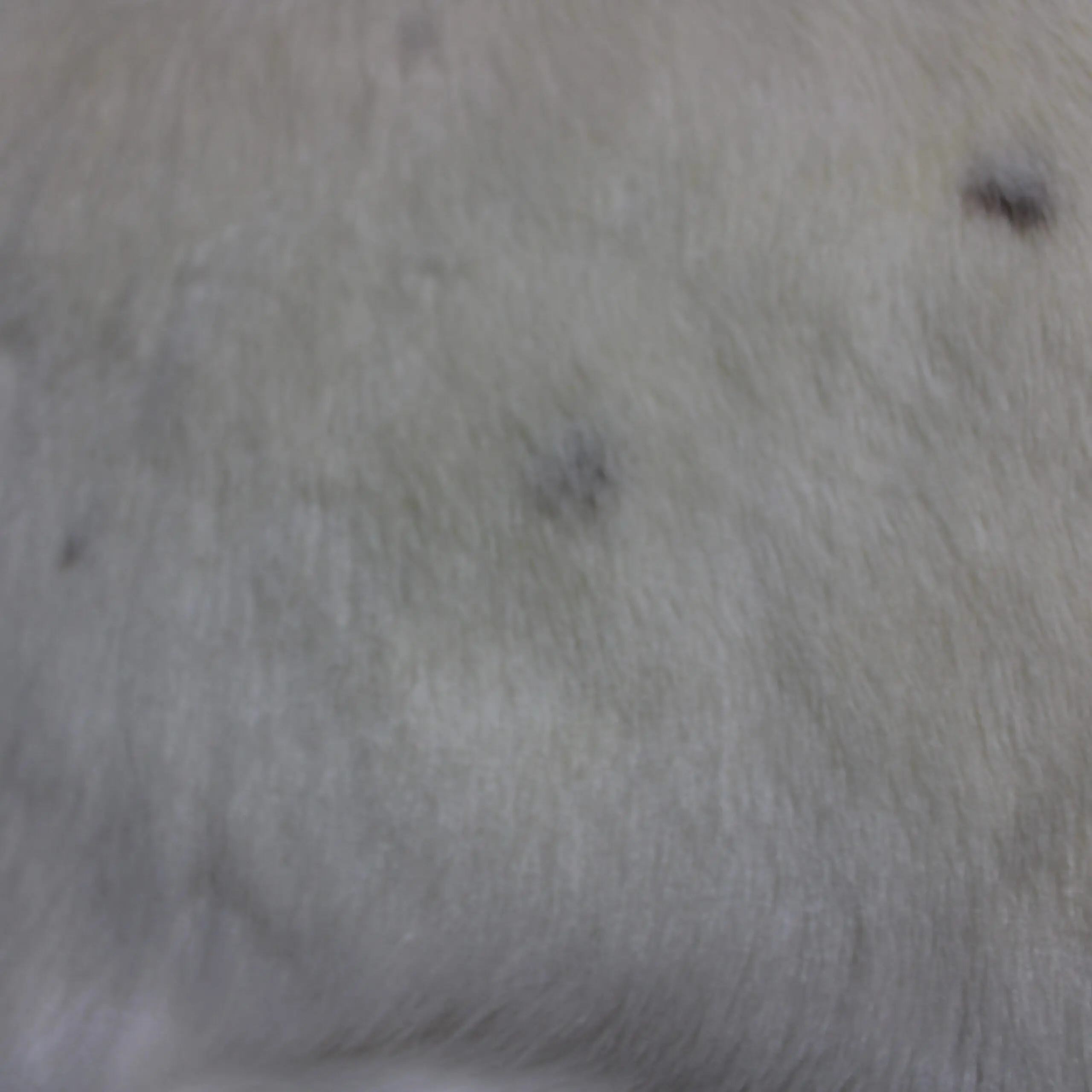 White Reindeer Hide WR264