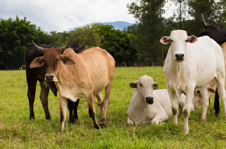 Brazilian Cows