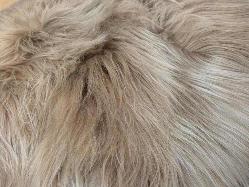 Icelandic Sheepskin 2 Skin Taupe - Hide Rugs