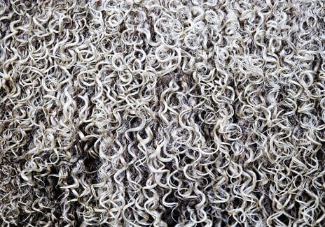 Sheep wool