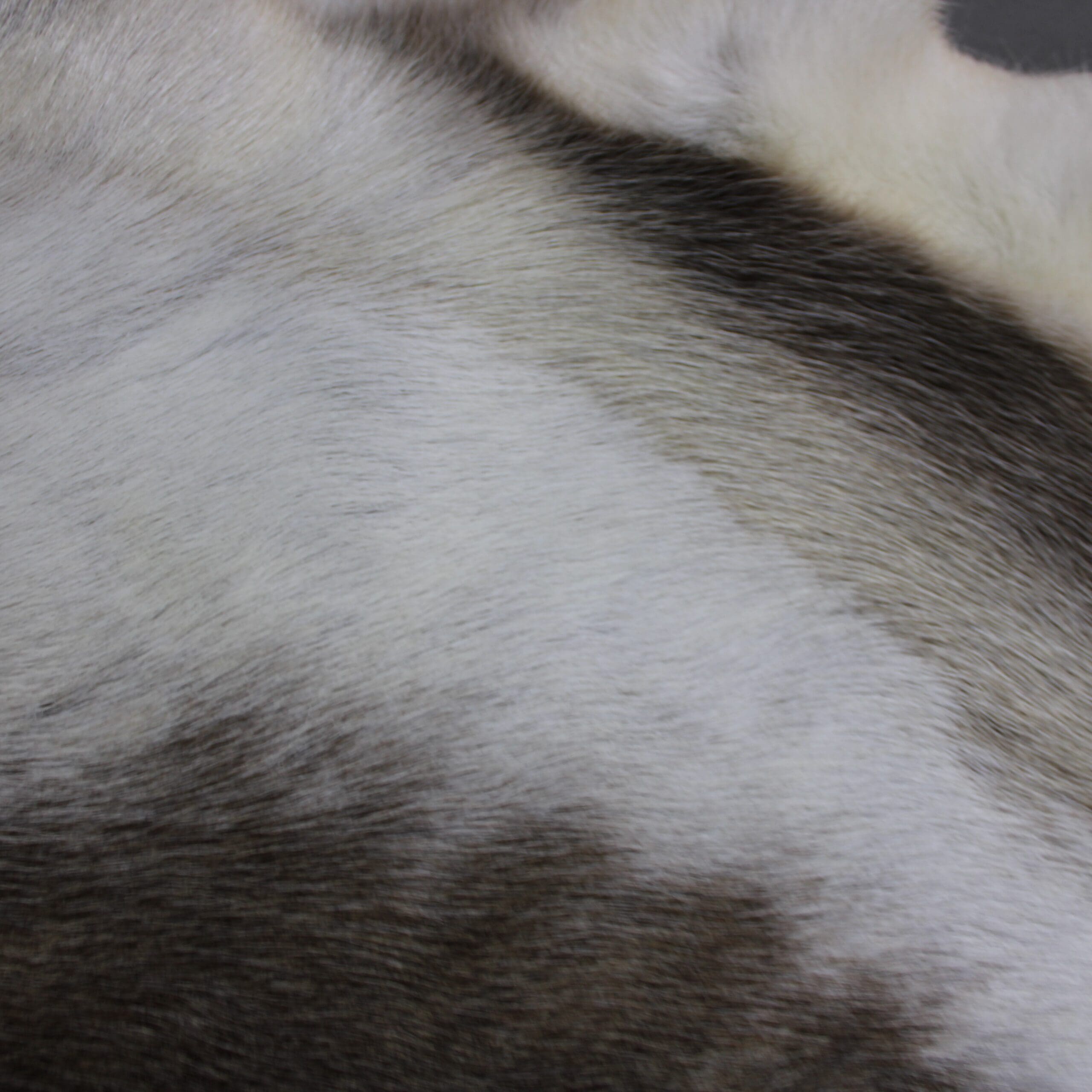 Reindeer Hide Rug R1264 - Hide Rugs