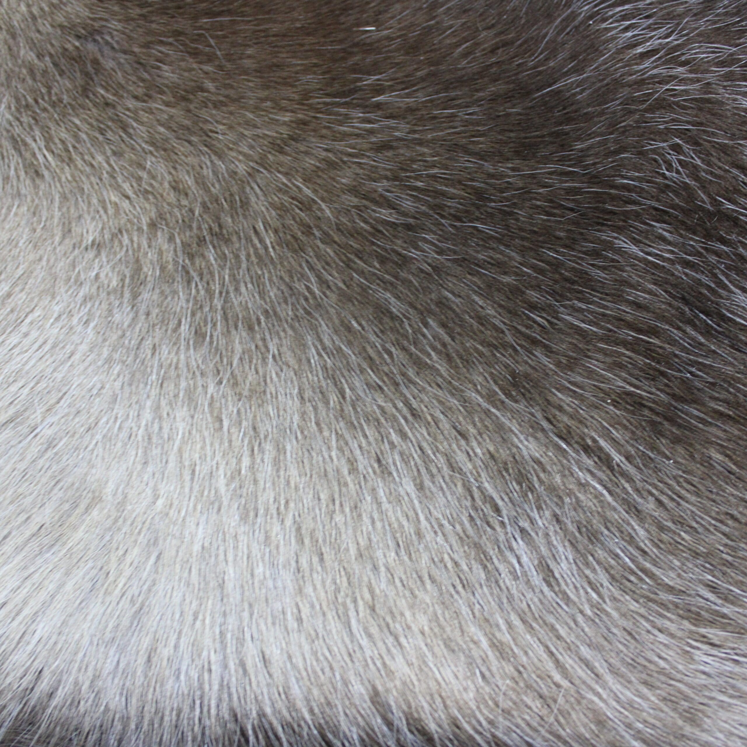 Reindeer Hide Rug R1284 - Hide Rugs