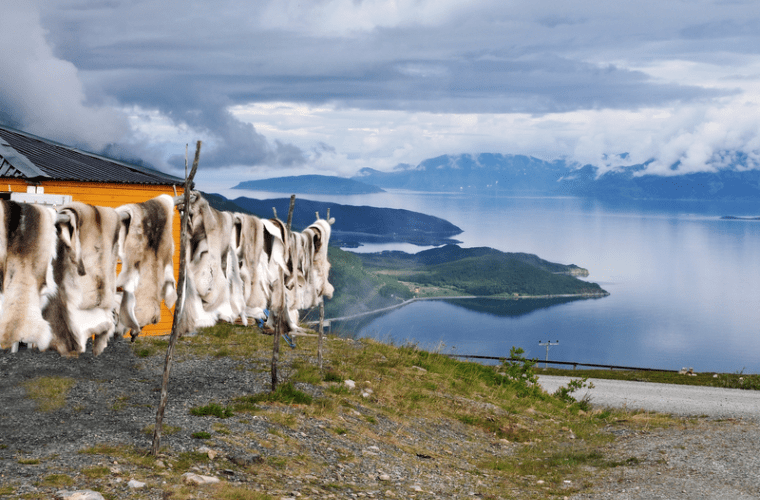 Reindeer Pelts Drying